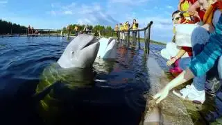 Белое море, Часть 3: Белушная