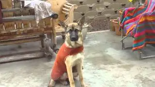 German Shepherd Puppy Nodding Off