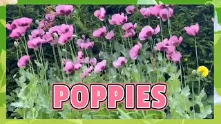POPPIES