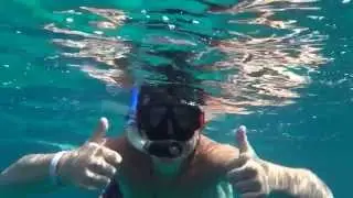 Египет . Рыба Наполеон  любит куриные яйца .