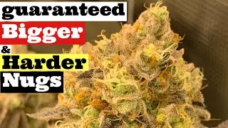MY #1 TIP FOR BIGGER BUDS GUARANTEED !!!!!! GROWING WEED INDOORS