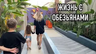 ЖИТЬ БУДЕМ РЯДОМ С ОБЕЗЬЯНАМИ. 🐒🏝️