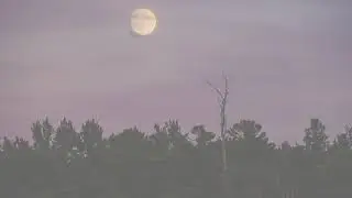 Na Bonsai - Freedom Meditation Visualizer