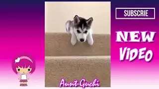 Новый сборник ПРИКОЛОВ #17 | Прикольное видео | Cмешные собаки и коты | New  FUNNY Cats and Dogs