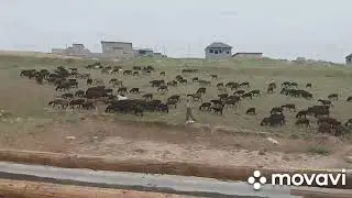 Что становиться с пастбищными землями ?