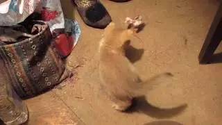 Зюка Малявкин