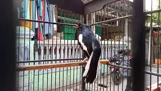 Kacer emosi santai speed rapat . Cocok buat pancingan agar Kacer ngeplay dan gacor