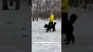 Возьмите собаку из приюта