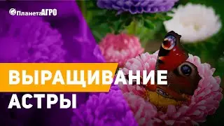 🎋 Выращивание астры 🌿  Как ухаживать за астрой 🌿 Семена от Планета Агро