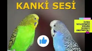 Kanki sesi Muhabbet Kuşu Sultan papağanı Kadın Sesi ile Konuşturma Egzersizi I 2022