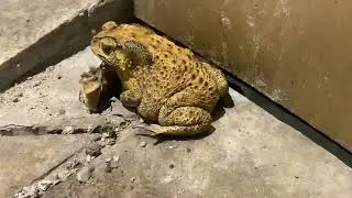 African bullfrog in a daze