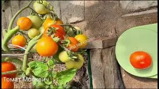 Томат Москвич раннеспелый , низкорослый, не требует пасынкования.
