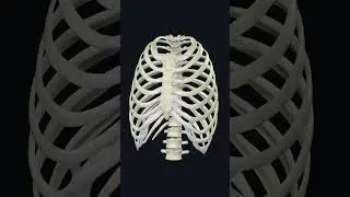 Rib cage anatomy & Physiology: 3d Illustration  #humananatomy