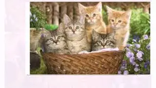 Желаю прекрасного дня и отличного настроения!