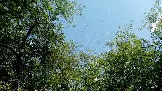 Первак в 2023 году) 🐝
