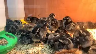Chick Days Sale! C-A-L Ranch in Prescott Valley, AZ