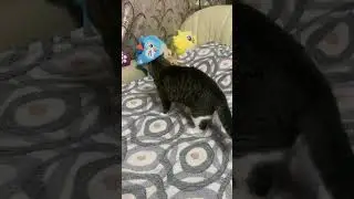 Масяня мешает Мурзику спать😅🐈
