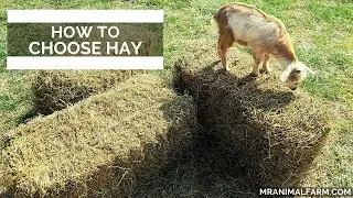 How To Choose Hay