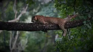 Leopard Of Kabini