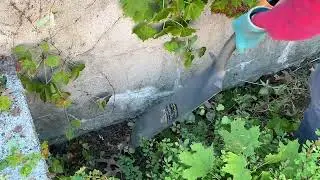 Don't Let Weeds to Take Over