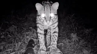 UNRULY Ocelot vs Trail Camera! What's Going on Here?