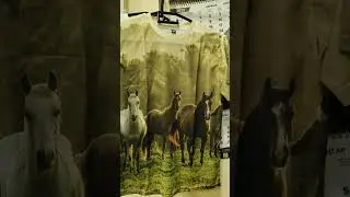футболка 👕 #music #calmdown #musica #amor #love #horse #funnyanimal #humor #equestrian #funnyhorse