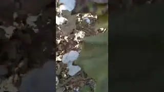paxta  terimi/ сбор хлопка