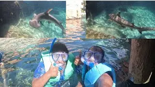Swimming With Sharks At Discovery Cove