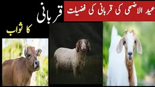 qurbani ki fazilat | eid ul adha 2023  | qurbani quotes