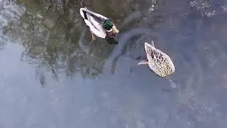 Пение птиц, утки в пруду