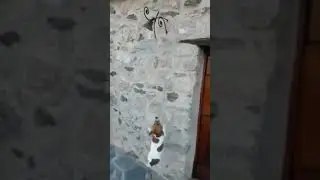 Собака пытается допрыгнуть до колокольчика #собака #колокольчик #прикол #тренды #humor
