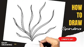 How to draw Spirulina