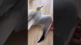 УДИВИТЕЛЬНАЯ ИСТОРИЯ ПРО ЧАЙКУ! ПЕРВАЯ ЧАСТЬ. СМОТРИТЕ ДО КОНЦА. 