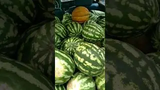 🍉🍉🍉 Все дороги ведут на баштан - арбузная пора.