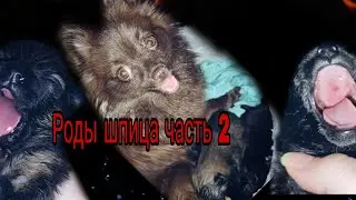 Роды шпица. Часть 2. 