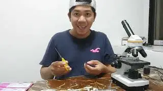 ShampooDay 1 Day2 and Forever#lexblags #underthemicroscope #microscope