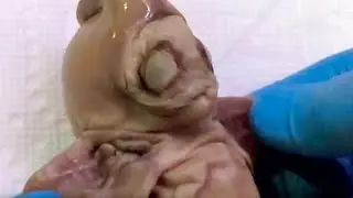 ЧТО ЭТО? НЕПОЗНАННОЕ СУЩЕСТВО Нашли В Аризоне / Тело Инопланетянина (Пришельца)