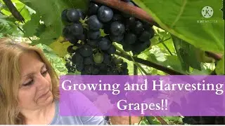 Grapes!! Our First Harvest!