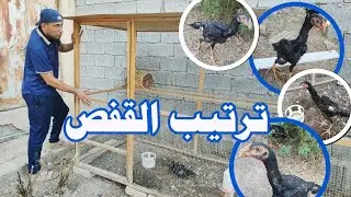 رتبت قفص الدجاج الهراتي + تنظيف وتعقيم