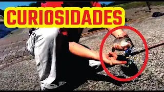 Pesca con caña en Paraná y el río, un pique tras otro. @todos #para #fypシ゚viral #fishing #dospeces