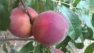 Персик Экстрим-436 /Peach Extreme-436/ Плоды 2021. Серия сладких персиков. Отзыв от Макси Сад