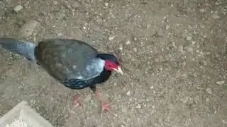 Серебряный фазана