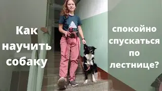 Ехать на попе или идти по лестнице с собакой? Как научить не тянуть на ступеньках? Дрессировка собак