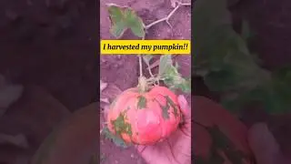 I harvested the pumpkin growing in my garden! #youtubeshorts #YouTubeChamps #shortsafrica #farming