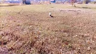 Золотая осень. Джек Рассел Терьер пасётся на лугу.