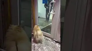 Бежит с радостью 🐩 #собака  #собаки #собчак  #покупки  #любитель