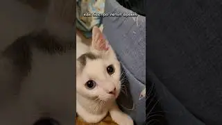 как быстро летит время #music #доброеутро #cat #федя #смешнойкот #котыприколы