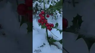 ЭХО ВОЙНЫ WWII.