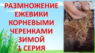 РАЗМНОЖЕНИЕ ЕЖЕВИКИ КОРНЯМИ ЗИМОЙ 1 СЕРИЯ. Как выращивать ежевику.