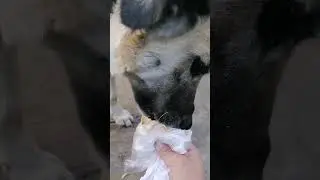 Алабай и шаурма 😅